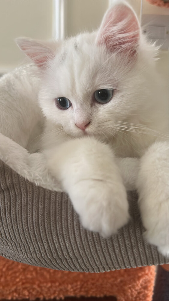 Persian cat - 4