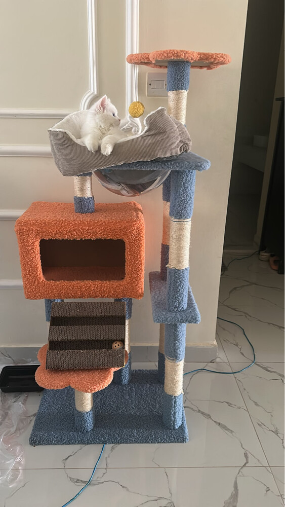 Persian cat - 1