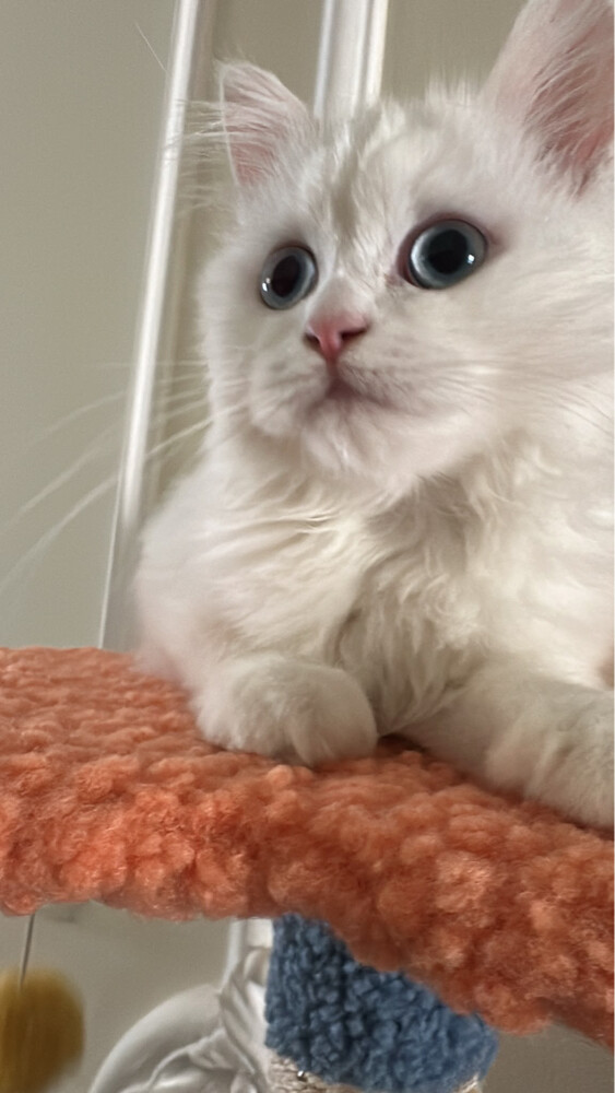 Persian cat - 2