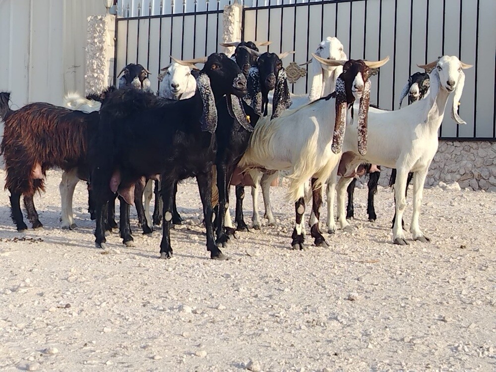 مطلوب جميع انواع الحلال نشتري - 1