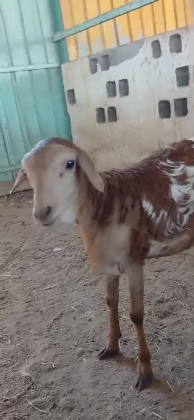 رخله بربريه - 1