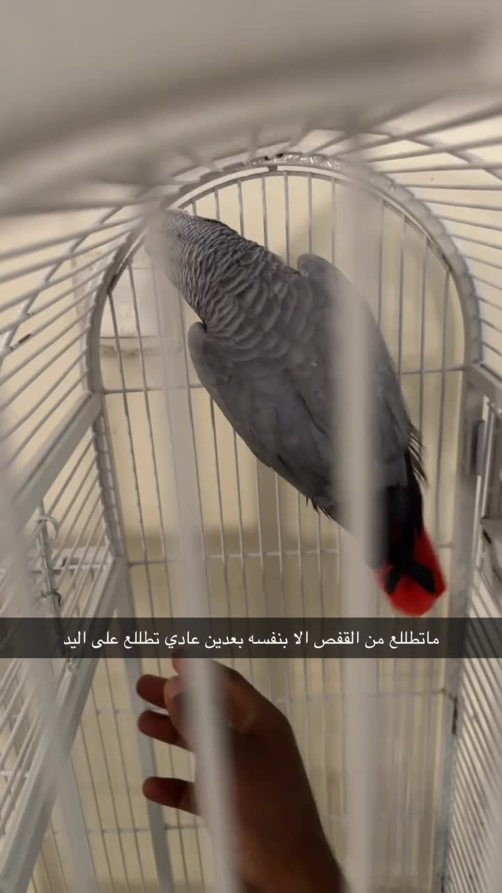 كاسكو للبيع - 1
