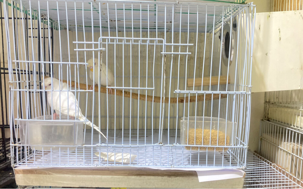 pair with cage - 2