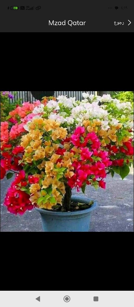 منسق حدائق - 3