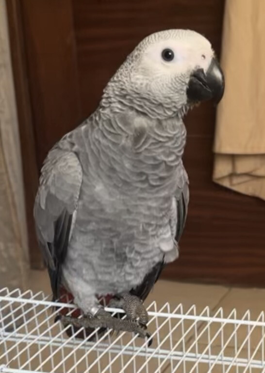 I need African parrot - 1