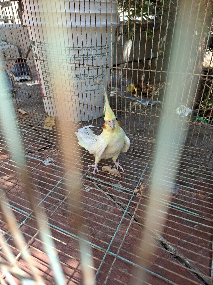 A very beautiful bird - 1