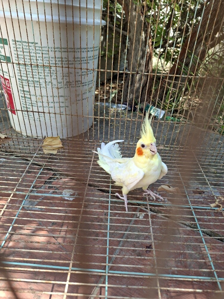 A very beautiful bird - 2