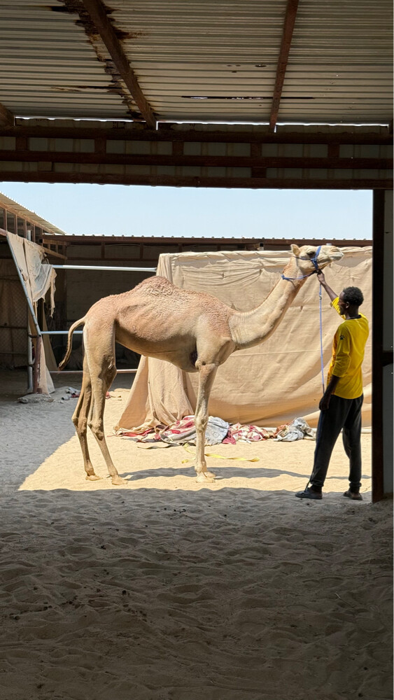 لقيه شكل وسلاله - 1