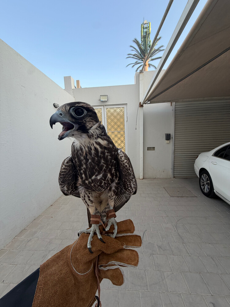 وكري حرار - 2