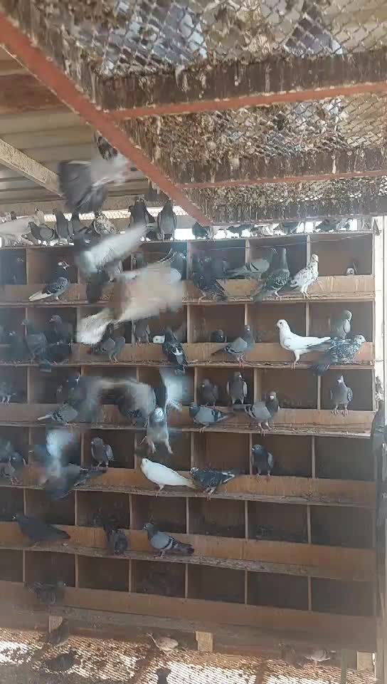 عبدالله خليفه هاتف رقم ٥٥٤٤٦١٦٠ - 1