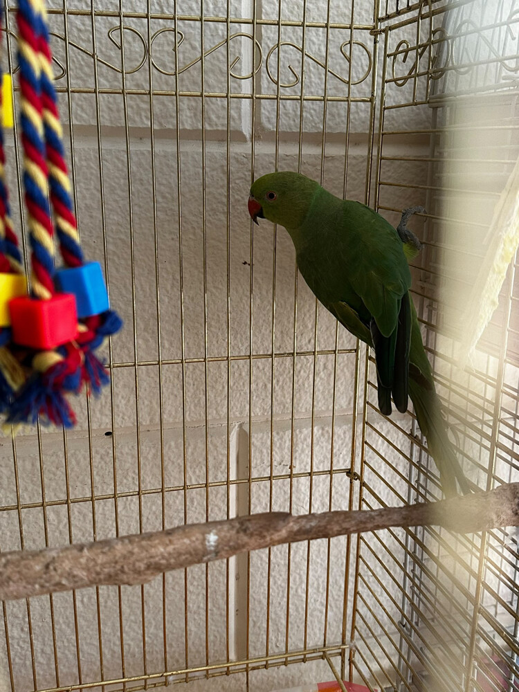 dora parrot - 2