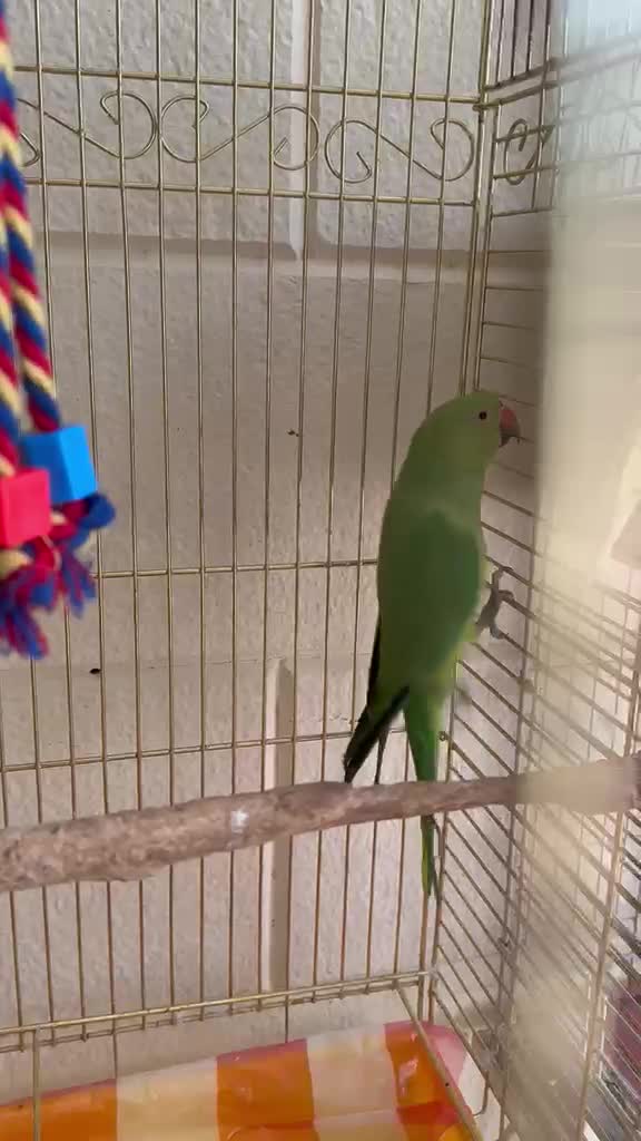 dora parrot  - 3
