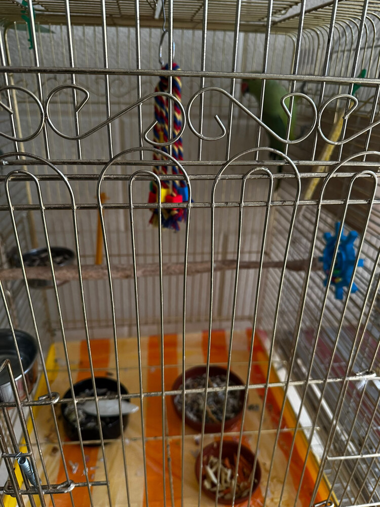 dora parrot - 1