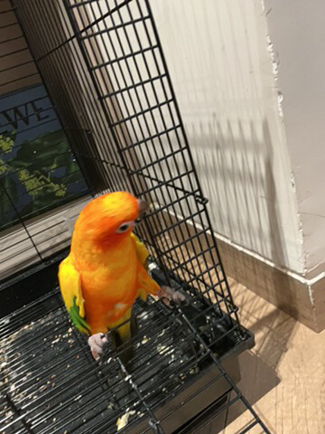 sun conure - 3