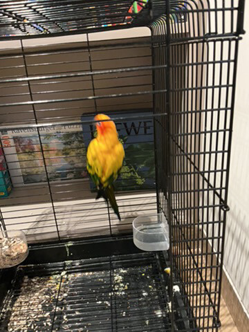 sun conure - 4