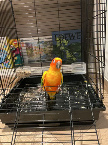 sun conure - 1