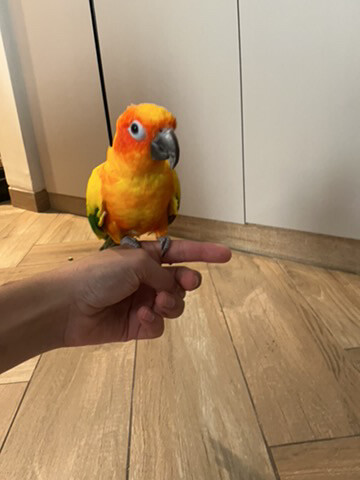 sun conure - 2