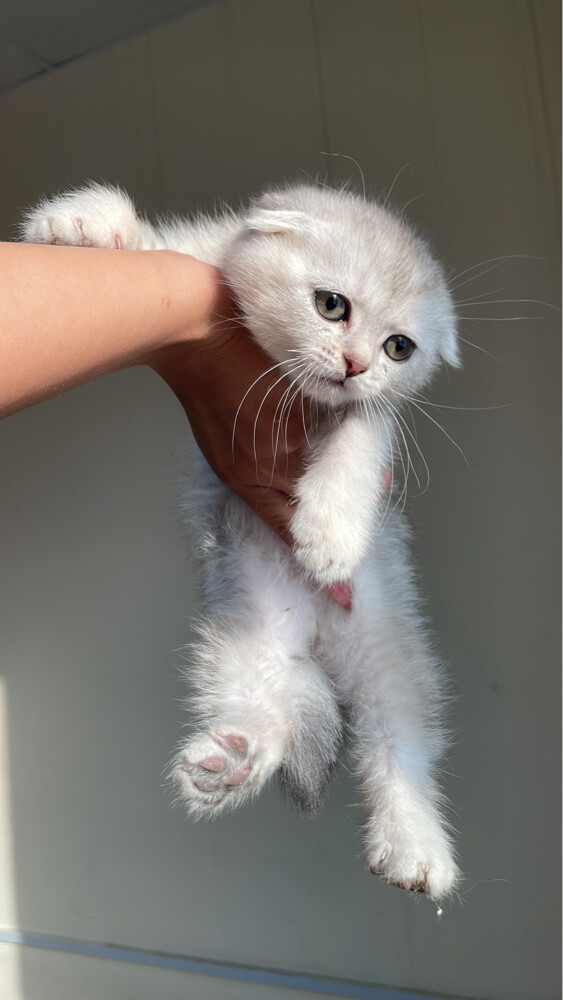 Scottish fold pure - 2