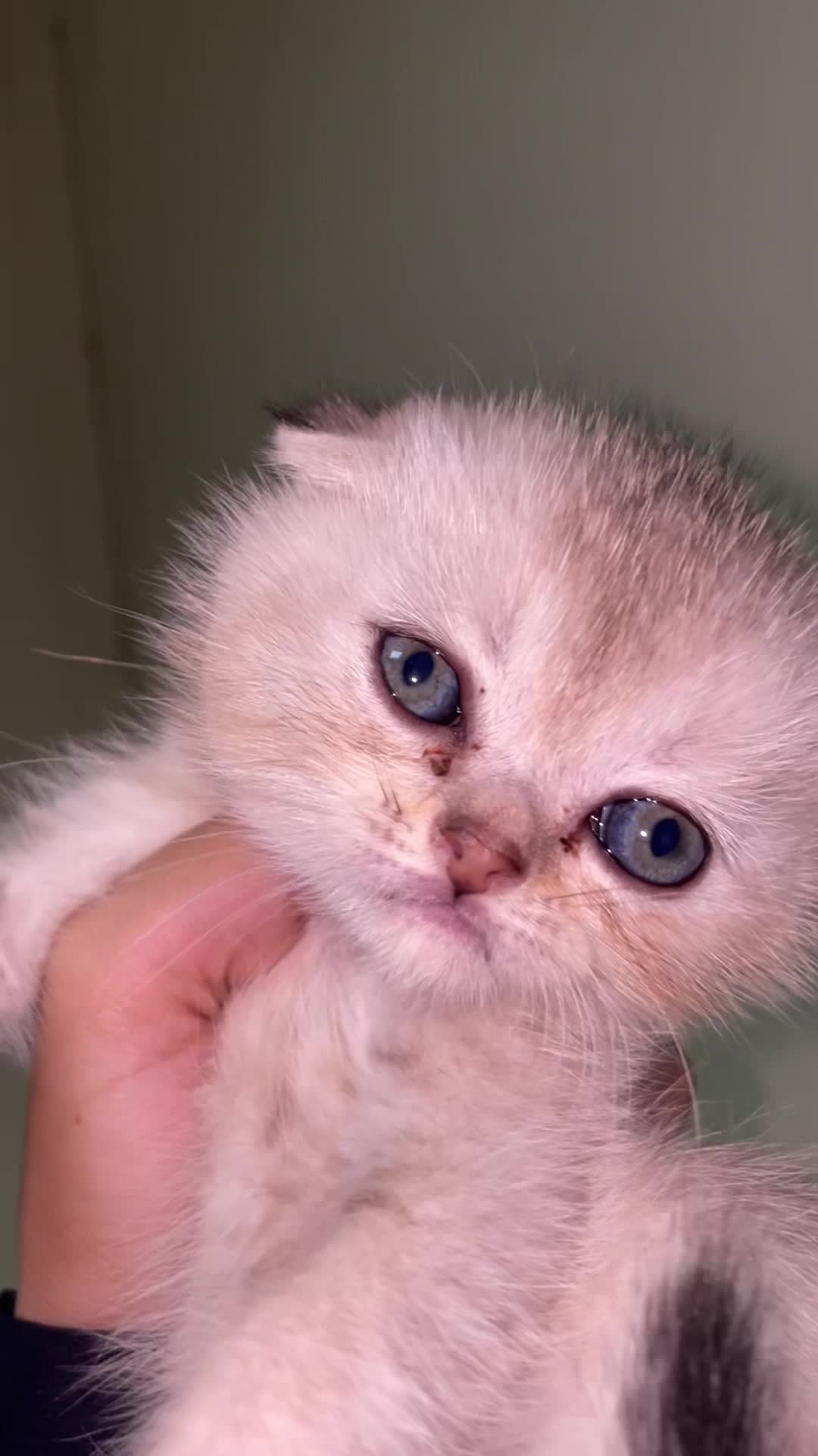 Scottish fold pure - 1