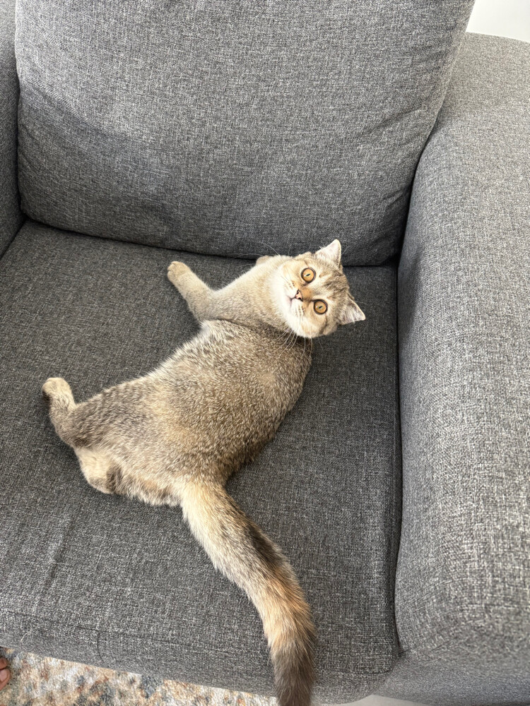Scottish female cat for sale - 7