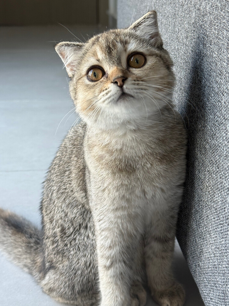 Scottish female cat for sale - 1