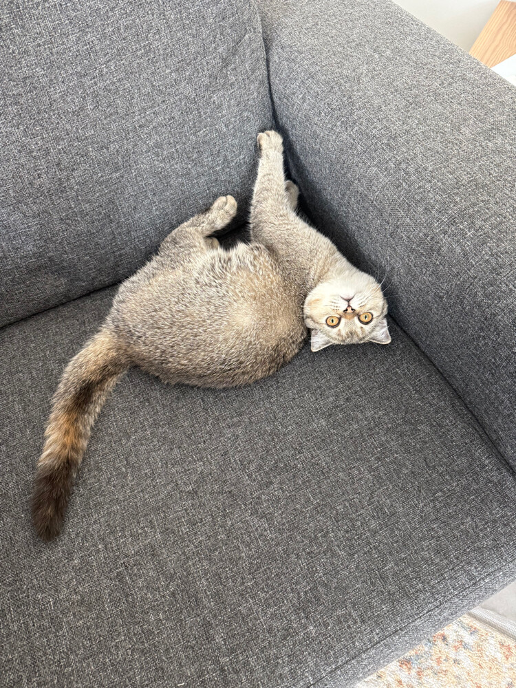Scottish female cat for sale - 9