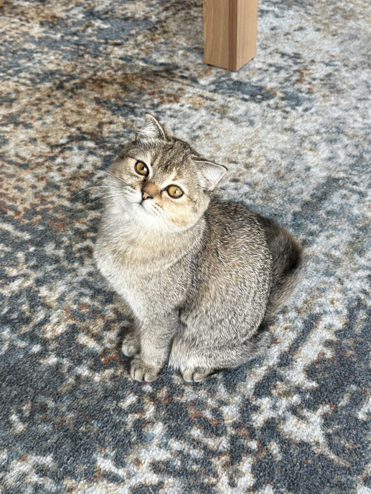 Scottish female cat for sale - 2