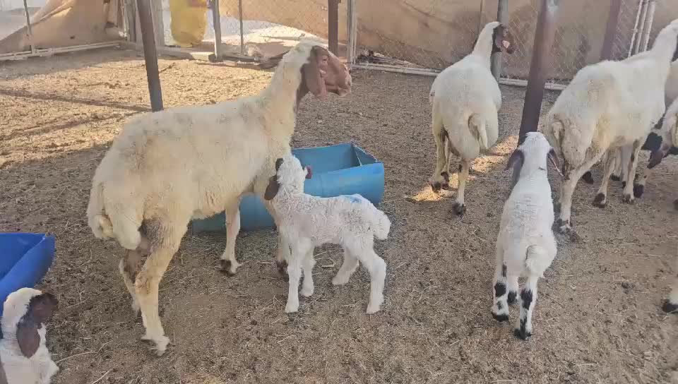 سوريات طيبه وليد - 1