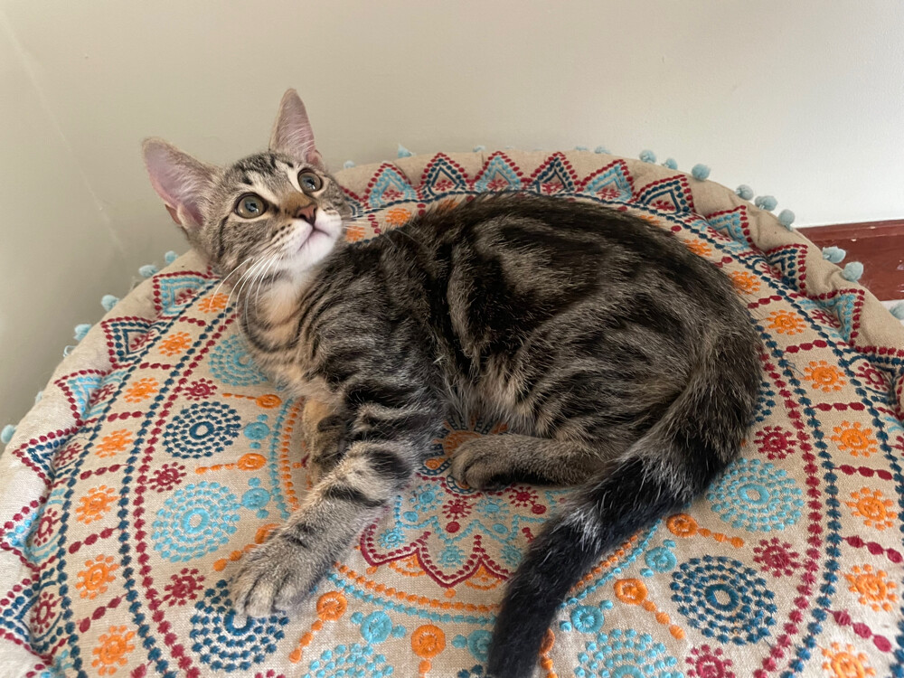 cat for adoption  - 4