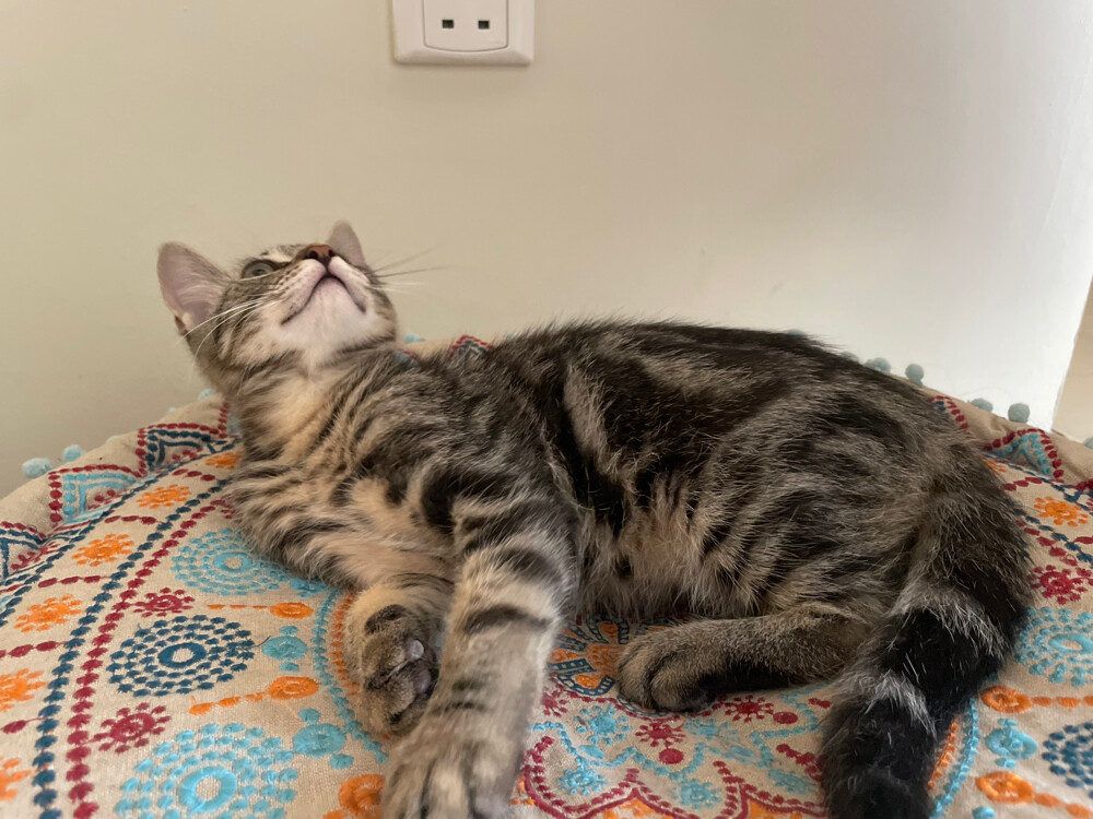 cat for adoption  - 2