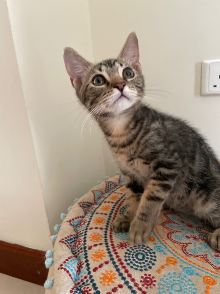 cat for adoption  - 1