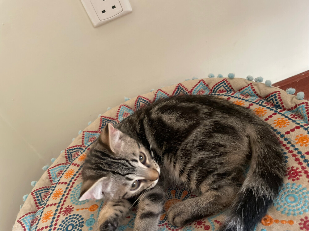 cat for adoption  - 3