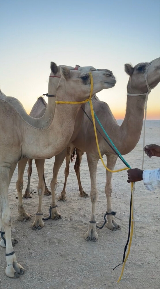 حضانات جاهزه للمناخ - 1