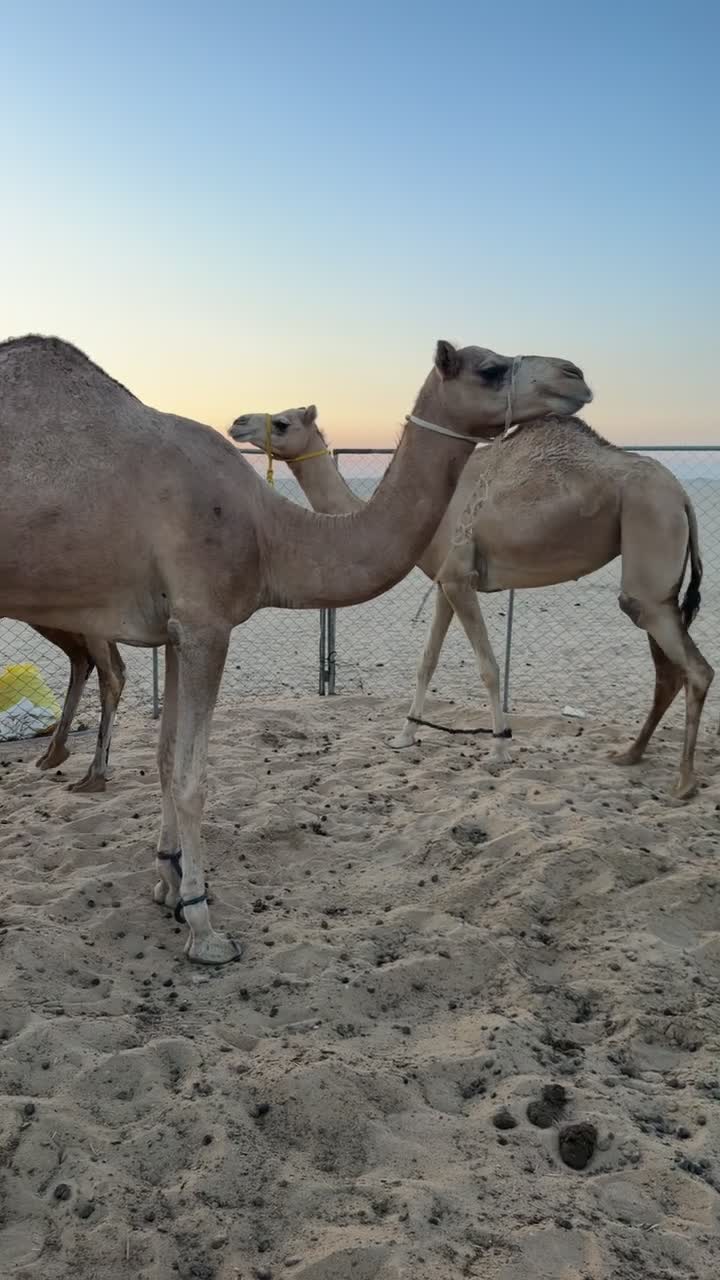 حضانات جاهزه للمناخ - 2
