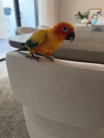 sun conure - 2