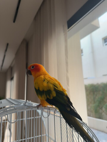 sun conure - 3
