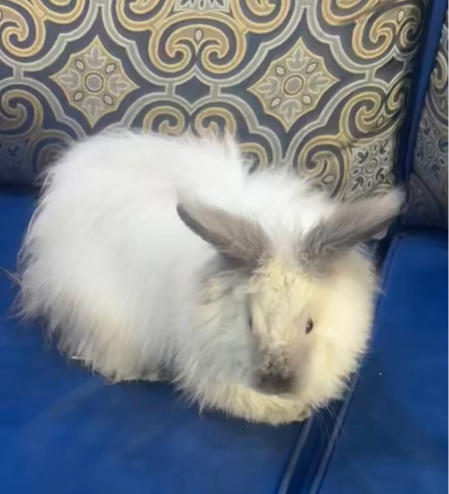 Purebred Angora Rabbit with Gorgeou - 3