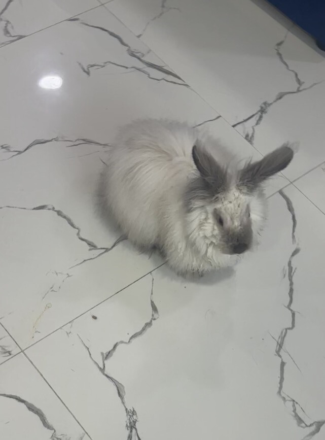 Purebred Angora Rabbit with Gorgeou - 1