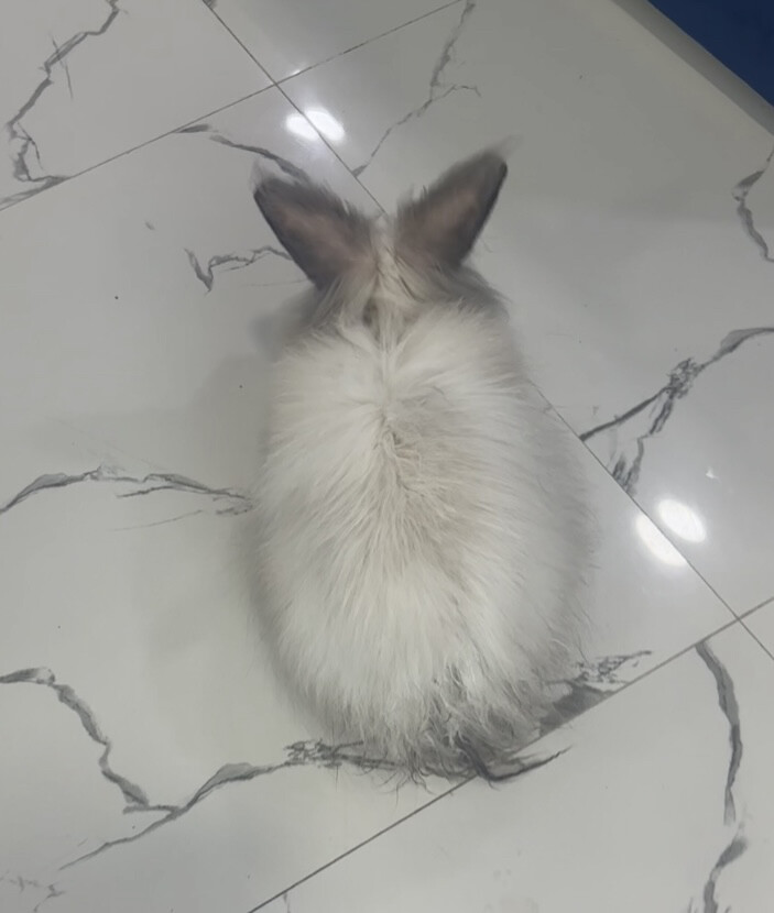 Purebred Angora Rabbit with Gorgeou - 2
