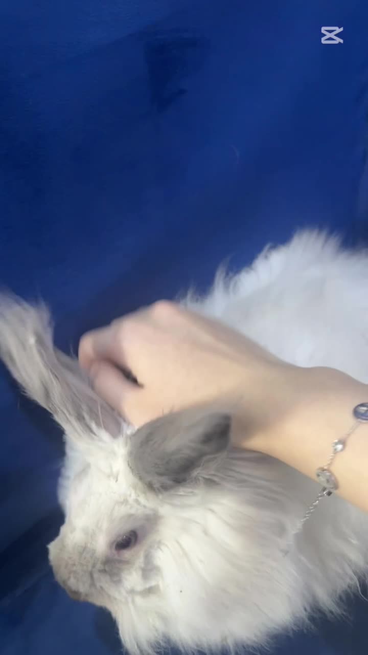 Purebred Angora Rabbit with Gorgeou - 4