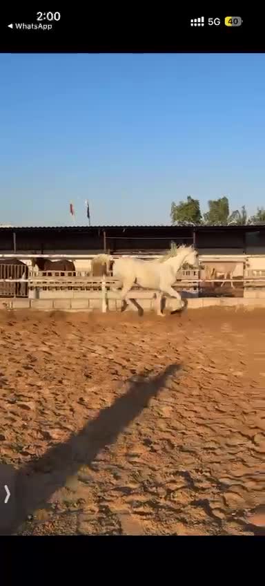 فحل عربي  - 3