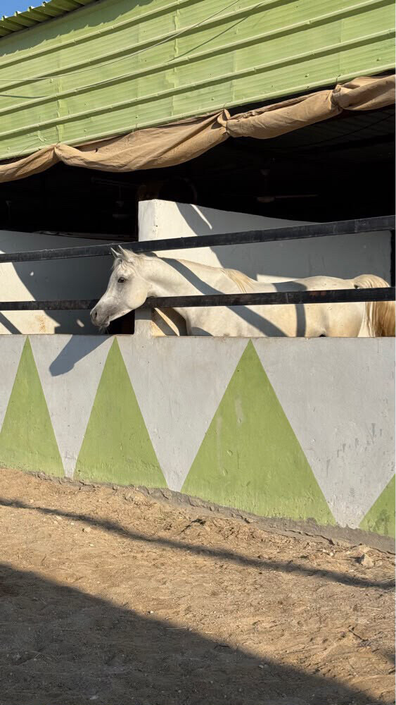 فحل عربي  - 1