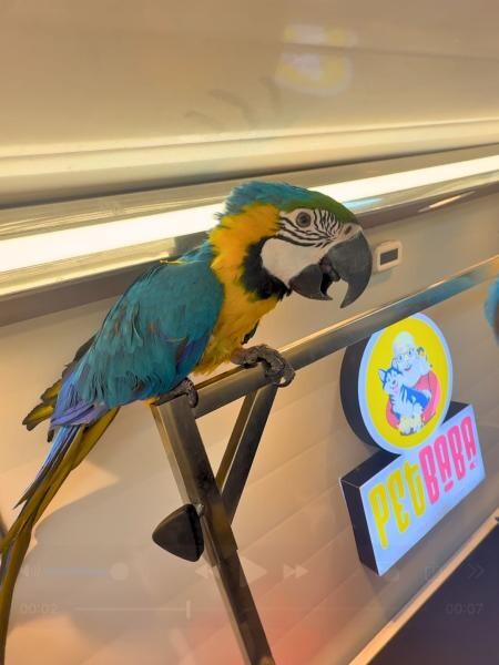 BIRD CLEANING SERVICE - 1