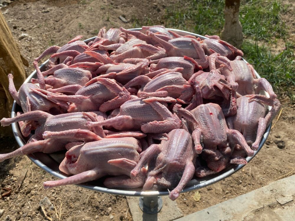 فراخ الحمام الزاجل - 5