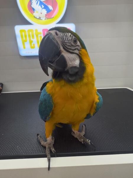 BIRD GROOMING IN DOHA - 1