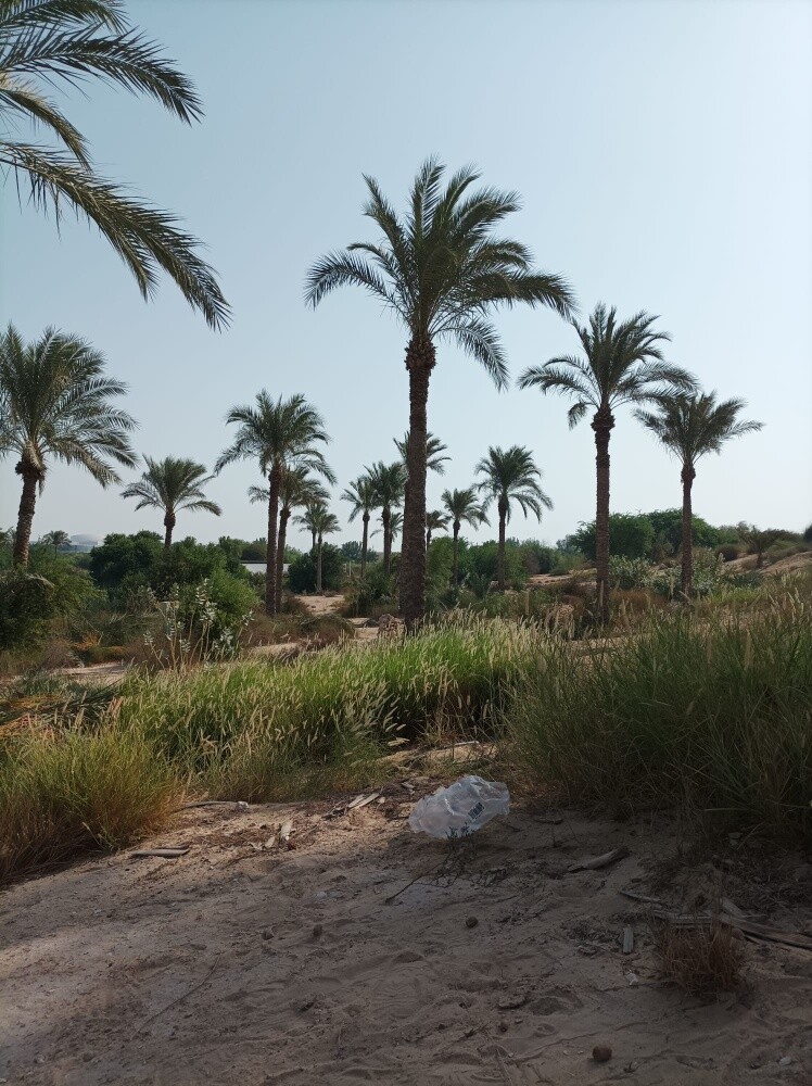 تنظيف وشنطونيا ونخيل - 3