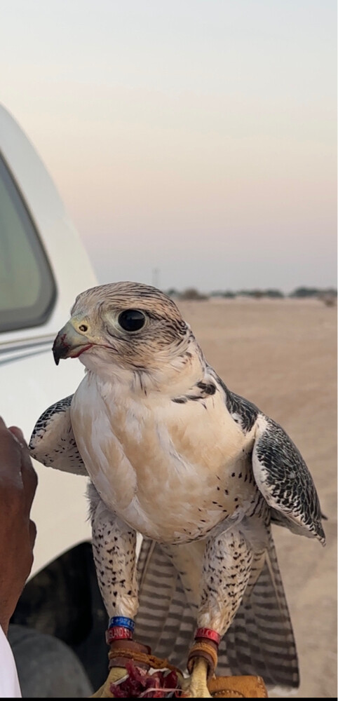 جير تبع - 1