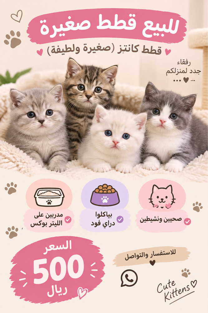 قطط - 1