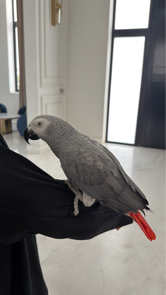 koko - 1