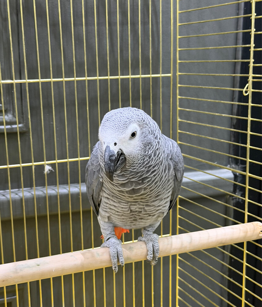 koko - 2